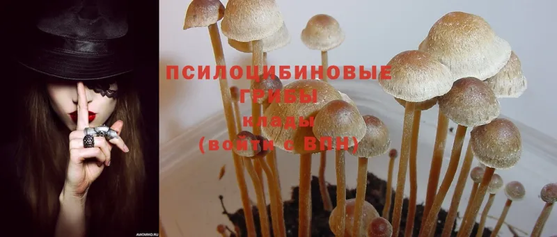 Псилоцибиновые грибы MAGIC MUSHROOMS  продажа наркотиков  Клин 